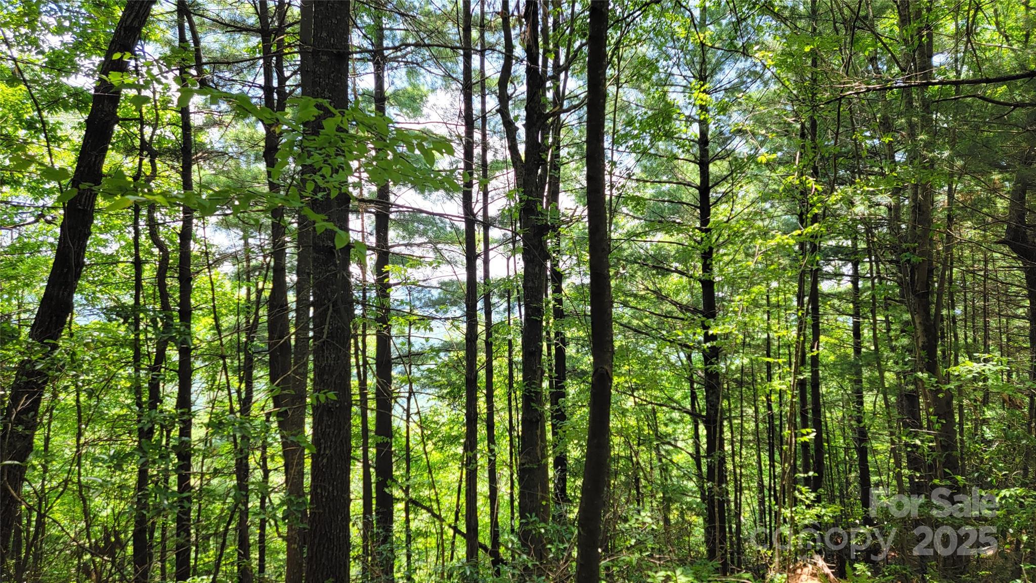 Tbd Frozen Creek Road Brevard NC 28712