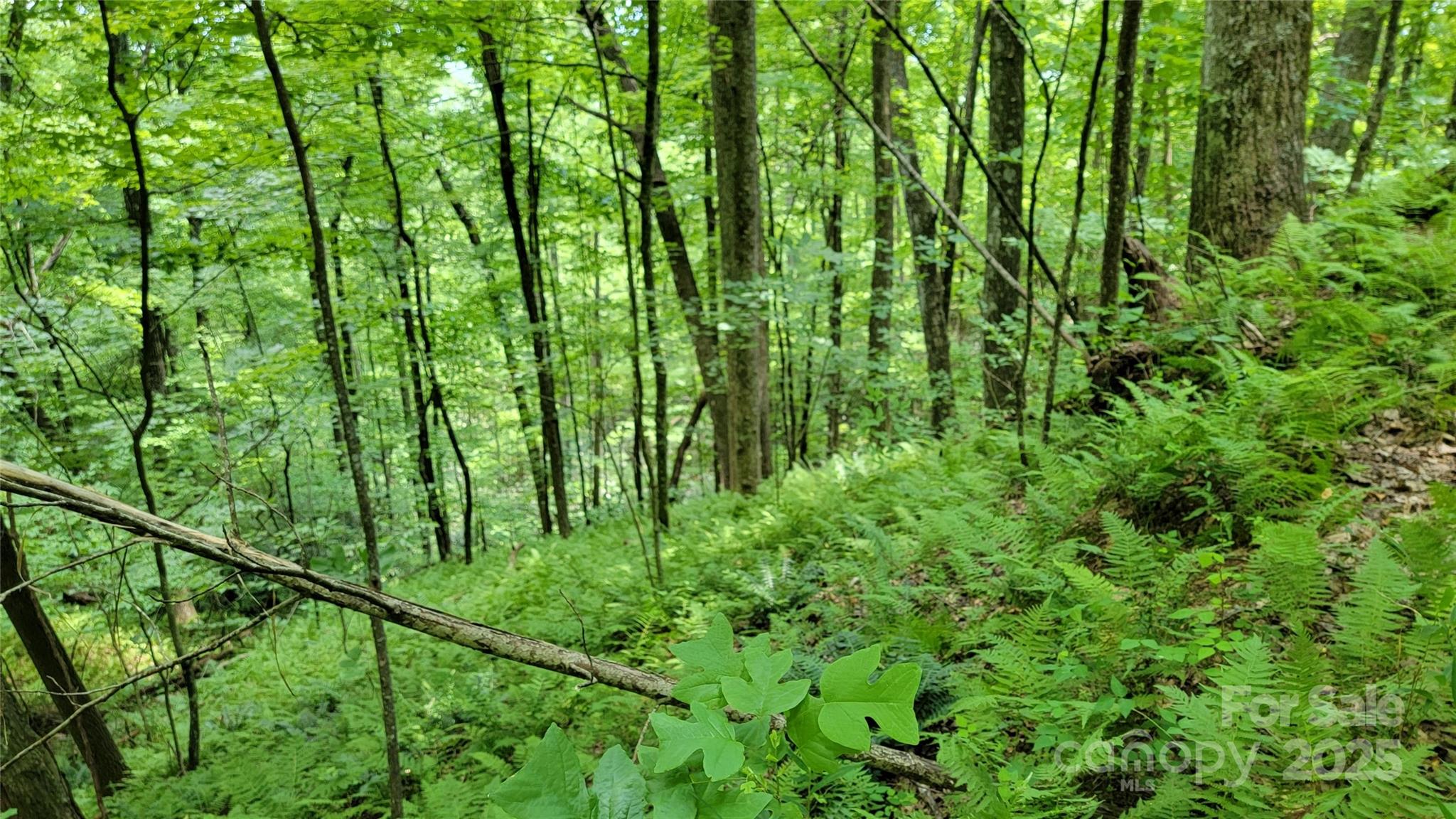 Tbd Frozen Creek Road Brevard NC 28712