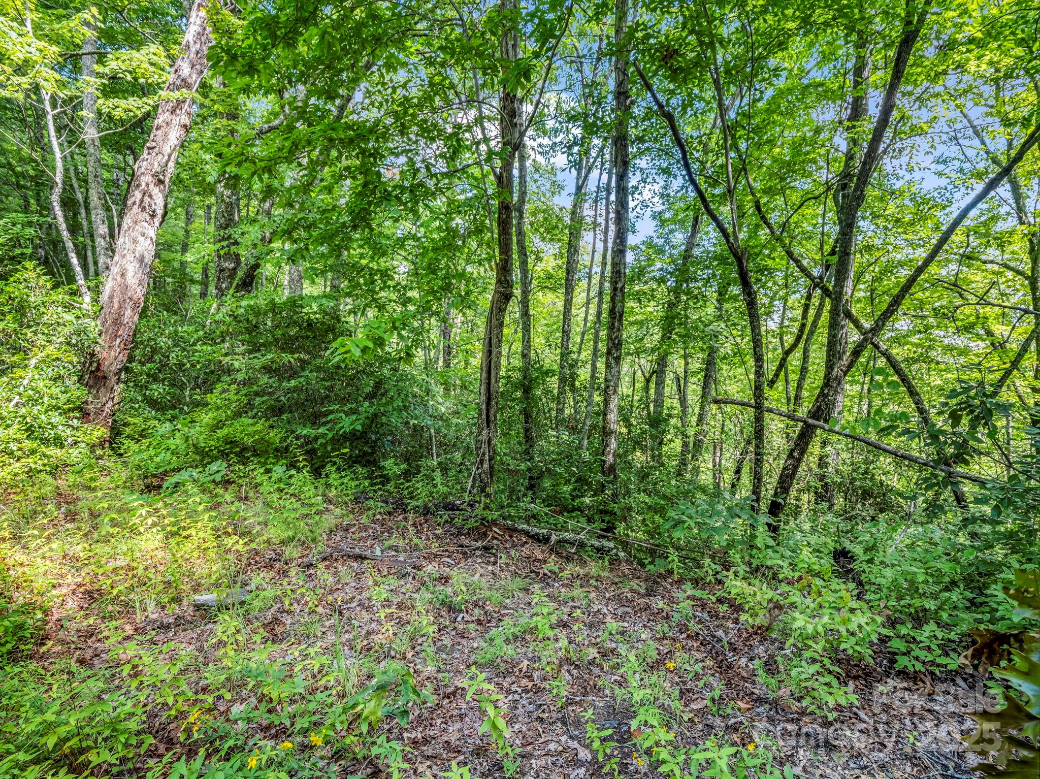 Tbd Frozen Creek Road Brevard NC 28712