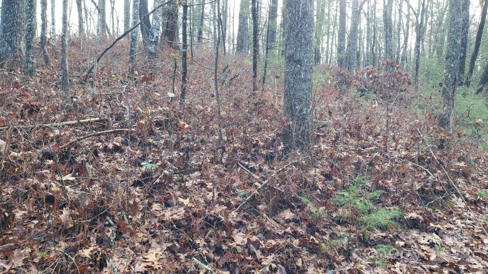 Tbd Cedar Lane Brevard NC 28712