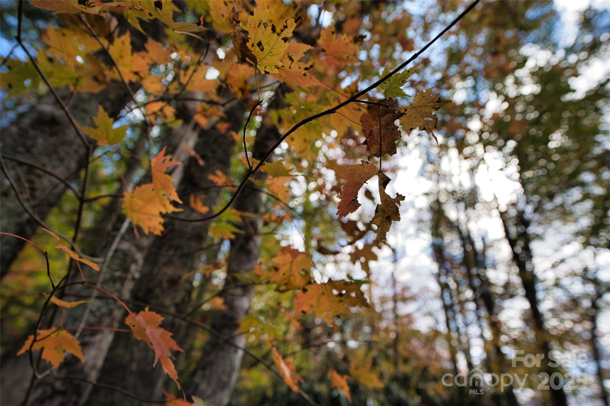 366 Renfro Road Green Mountain NC 28740