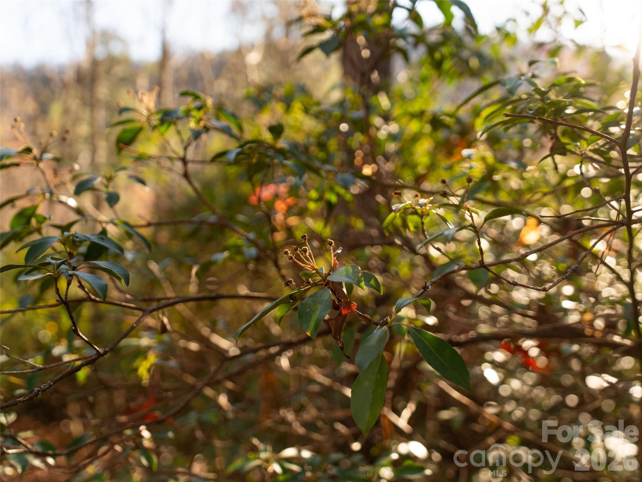 263 Nuthatch Lane Black Mountain NC 28711