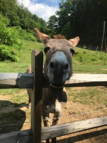 976 Slippery Rock Road Waynesville NC 28785