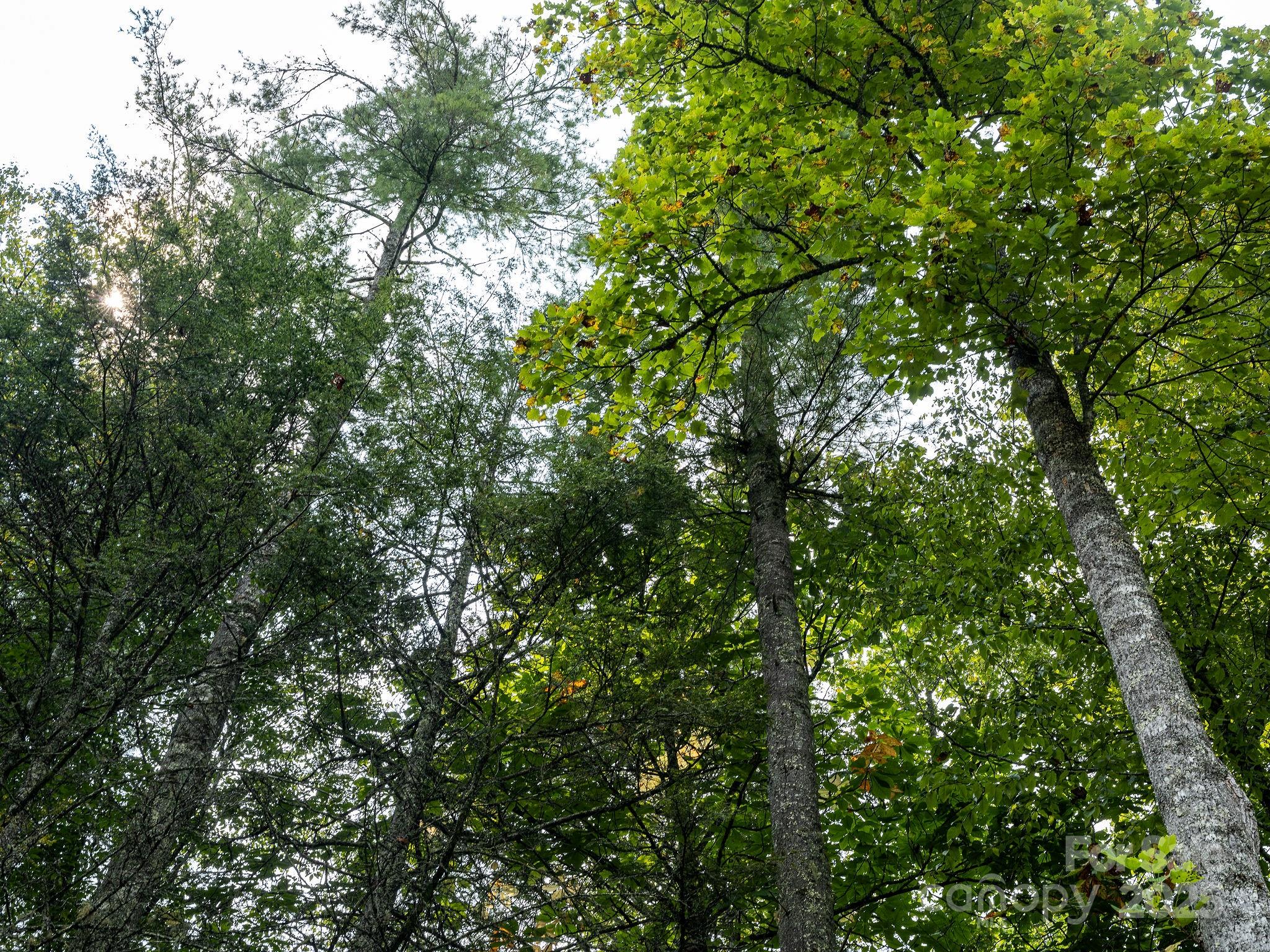 28 Caddis Court Marshall NC 28753