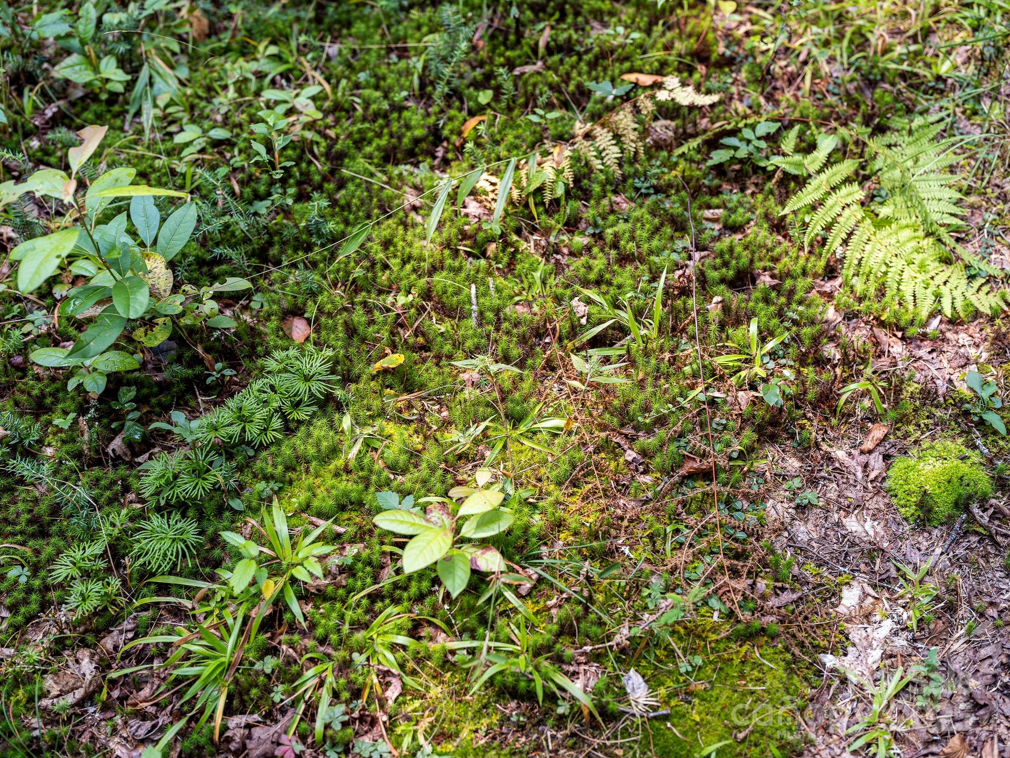 28 Caddis Court Marshall NC 28753