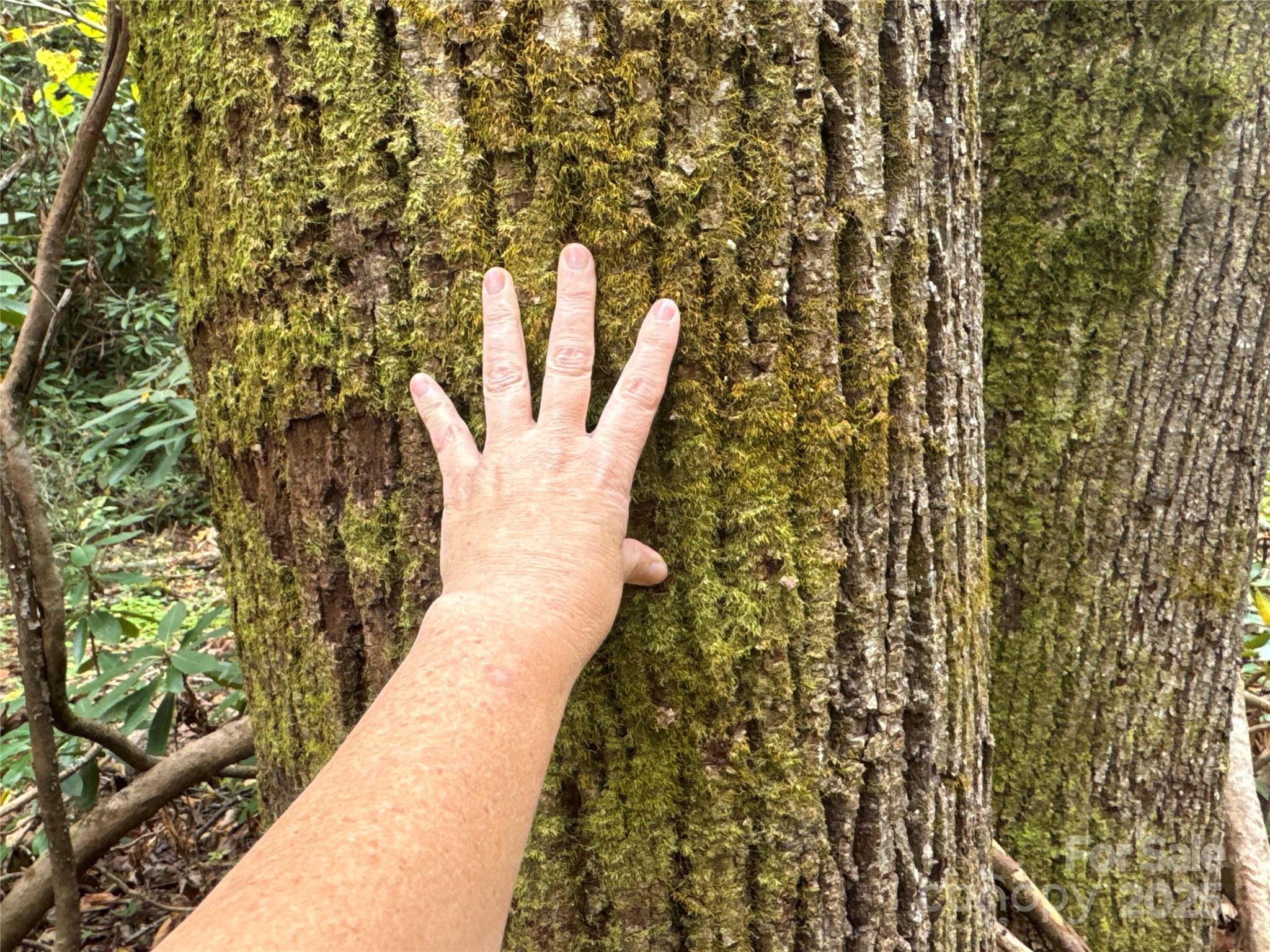 0 Mount Hebron Road Old Fort NC 28711