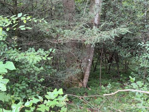 Lot 23 Zinzendorf Lane Moravian Falls NC 28654