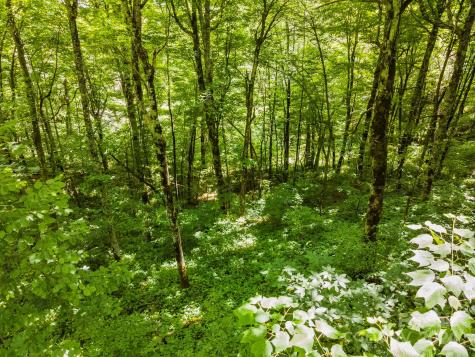 948 Lookout Drive Mars Hill NC 28754