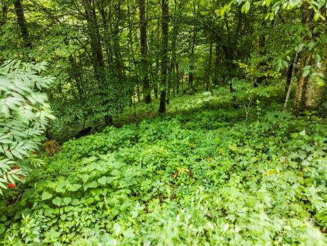 948 Lookout Drive Mars Hill NC 28754