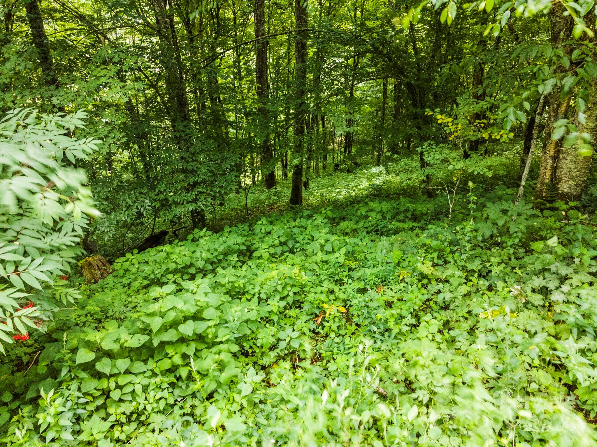 948 Lookout Drive Mars Hill NC 28754