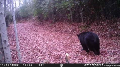 69 & 81 Winter Moon Ridge Sylva NC 28779