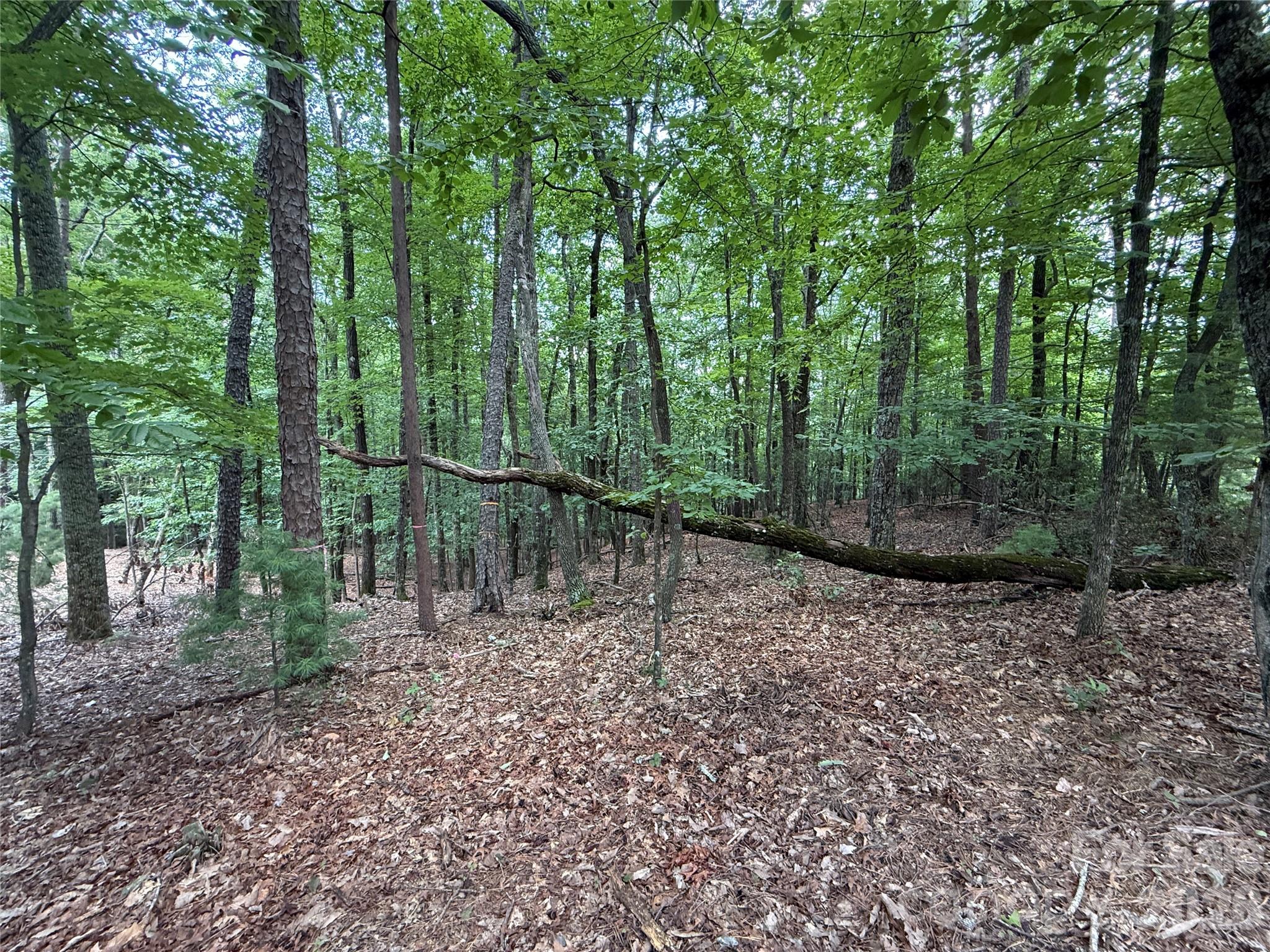 Tbd Pine Burr Drive Purlear NC 28665