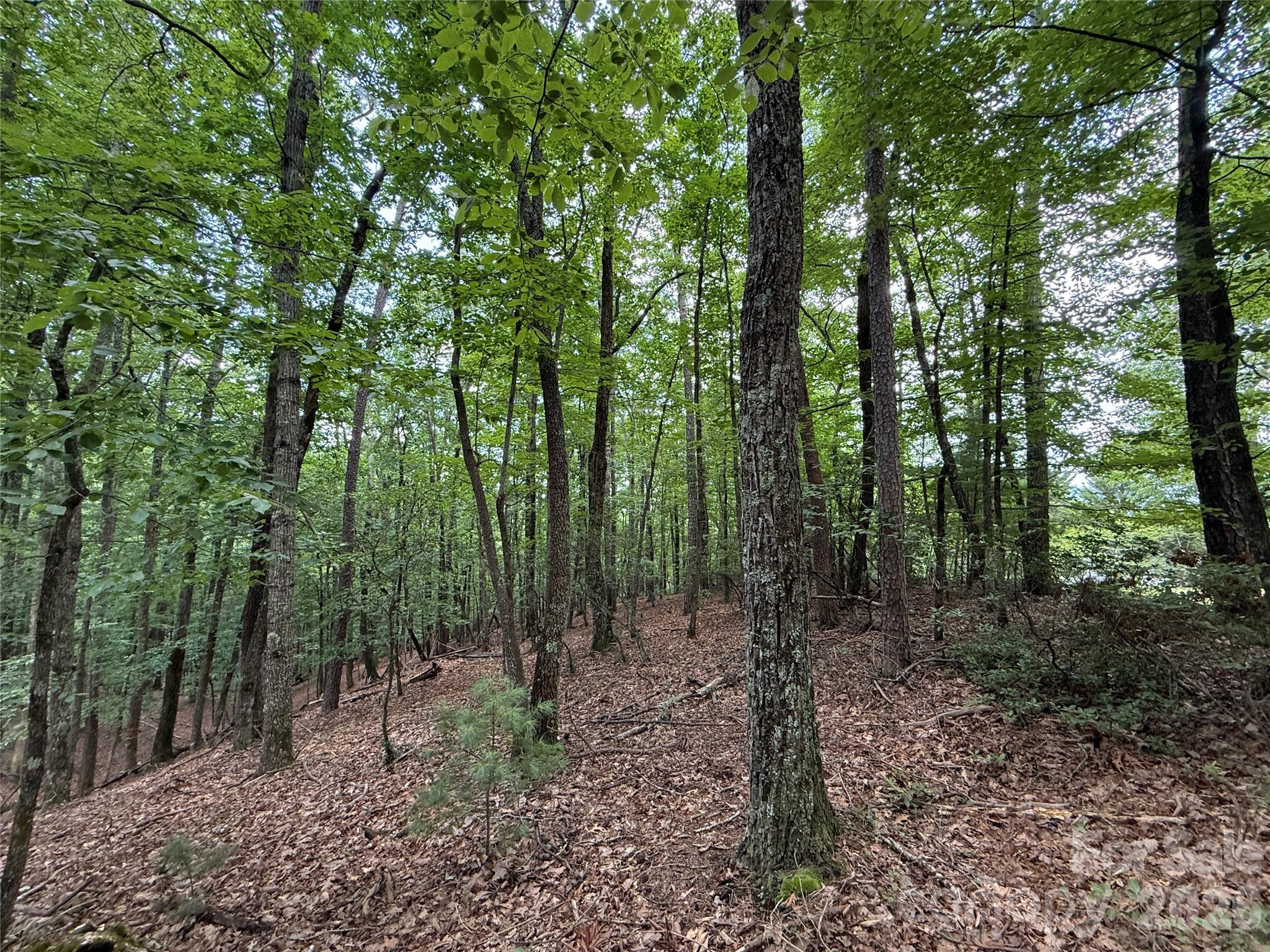 Tbd Pine Burr Drive Purlear NC 28665