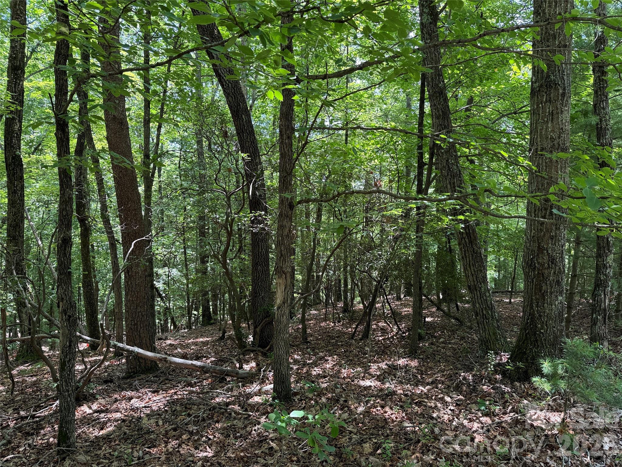 Tbd Pine Burr Drive Purlear NC 28665
