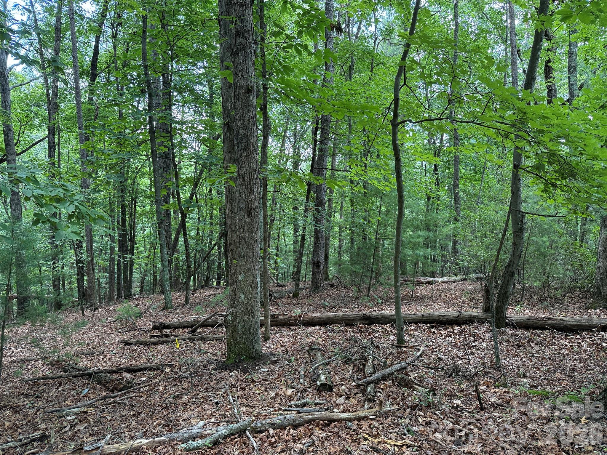 Tbd Pine Burr Drive Purlear NC 28665