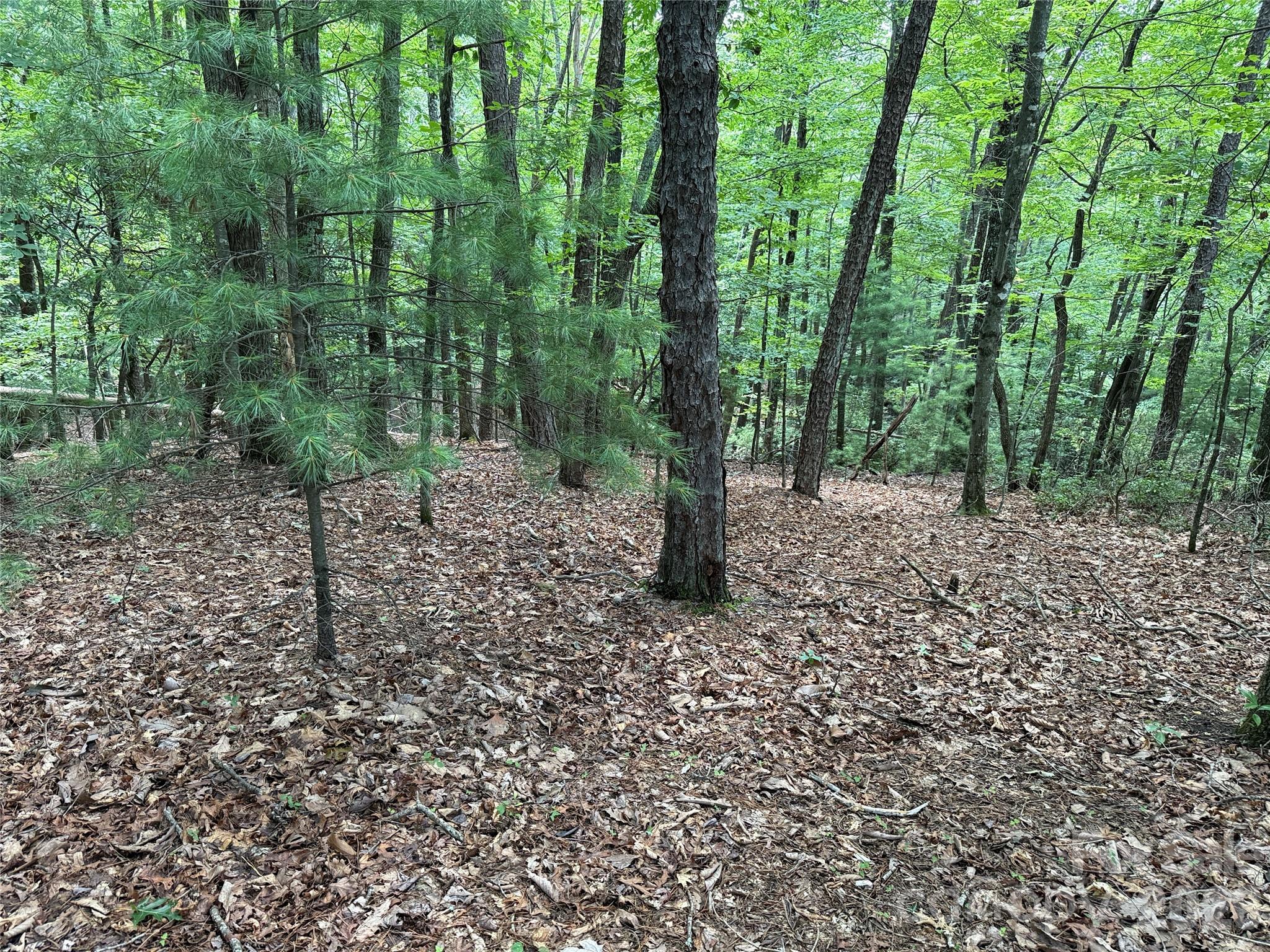 Tbd Pine Burr Drive Purlear NC 28665