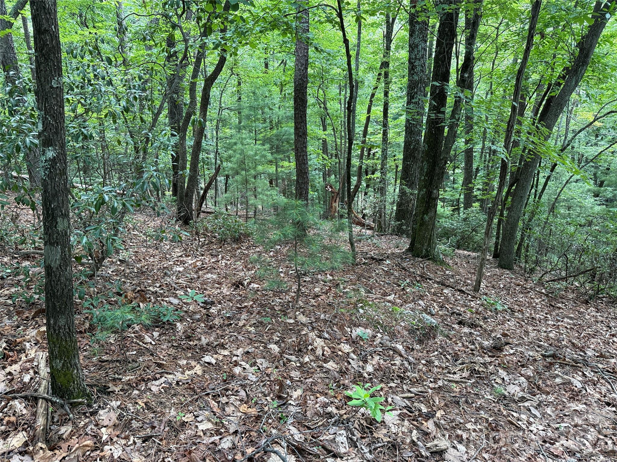 Tbd Pine Burr Drive Purlear NC 28665