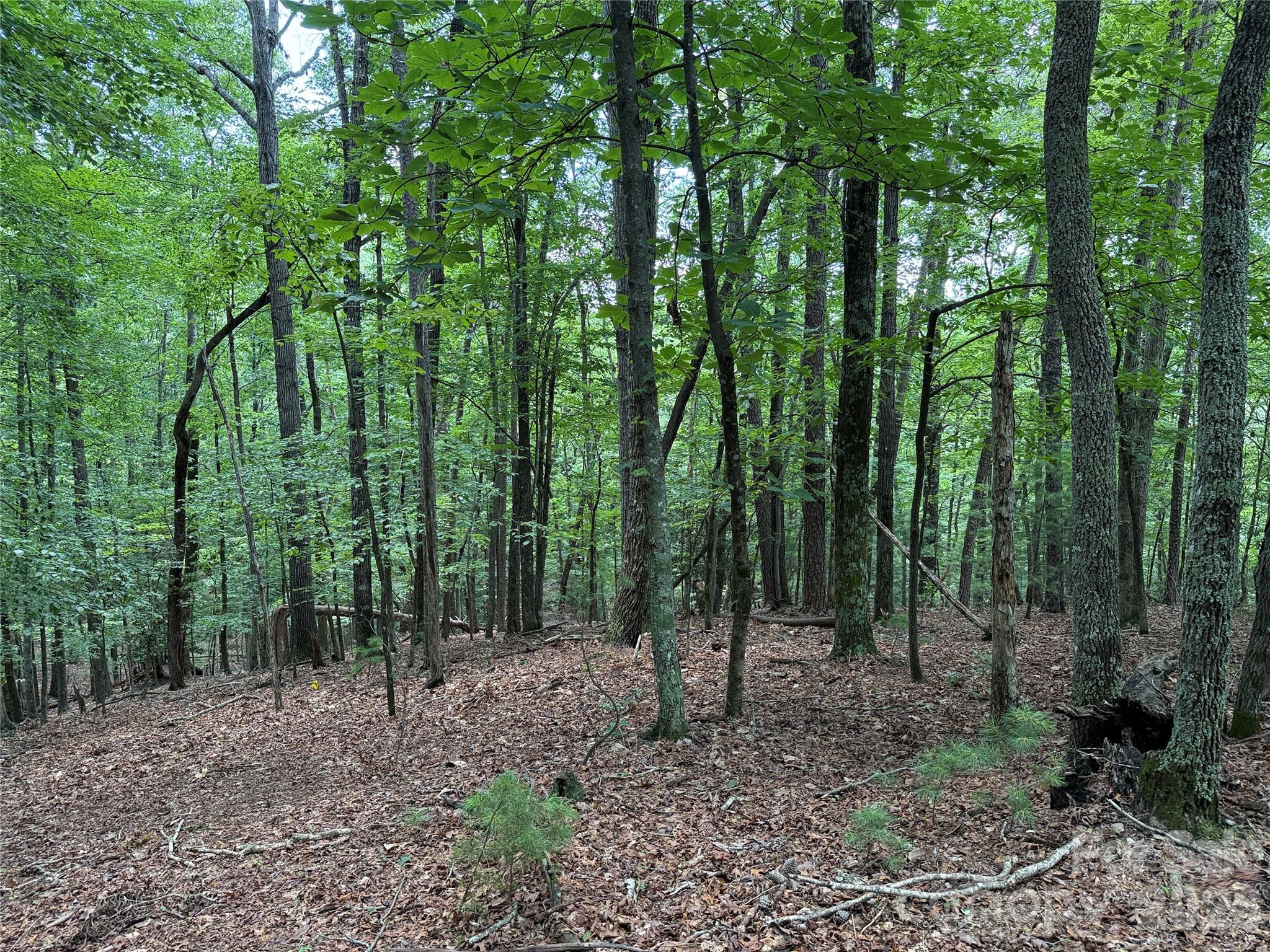 Tbd Pine Burr Drive Purlear NC 28665