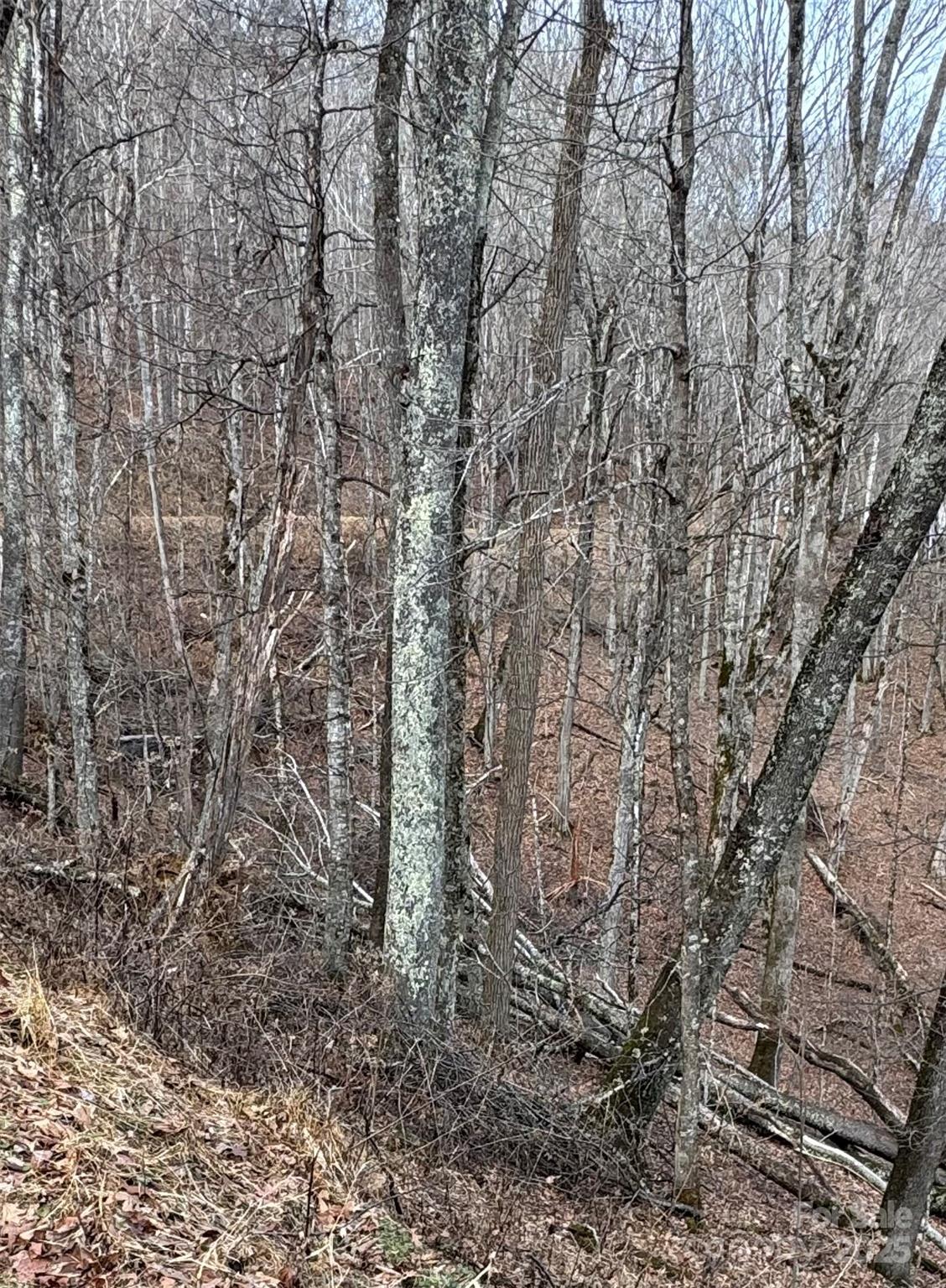 00 Spring Brook Drive Mars Hill NC 28754