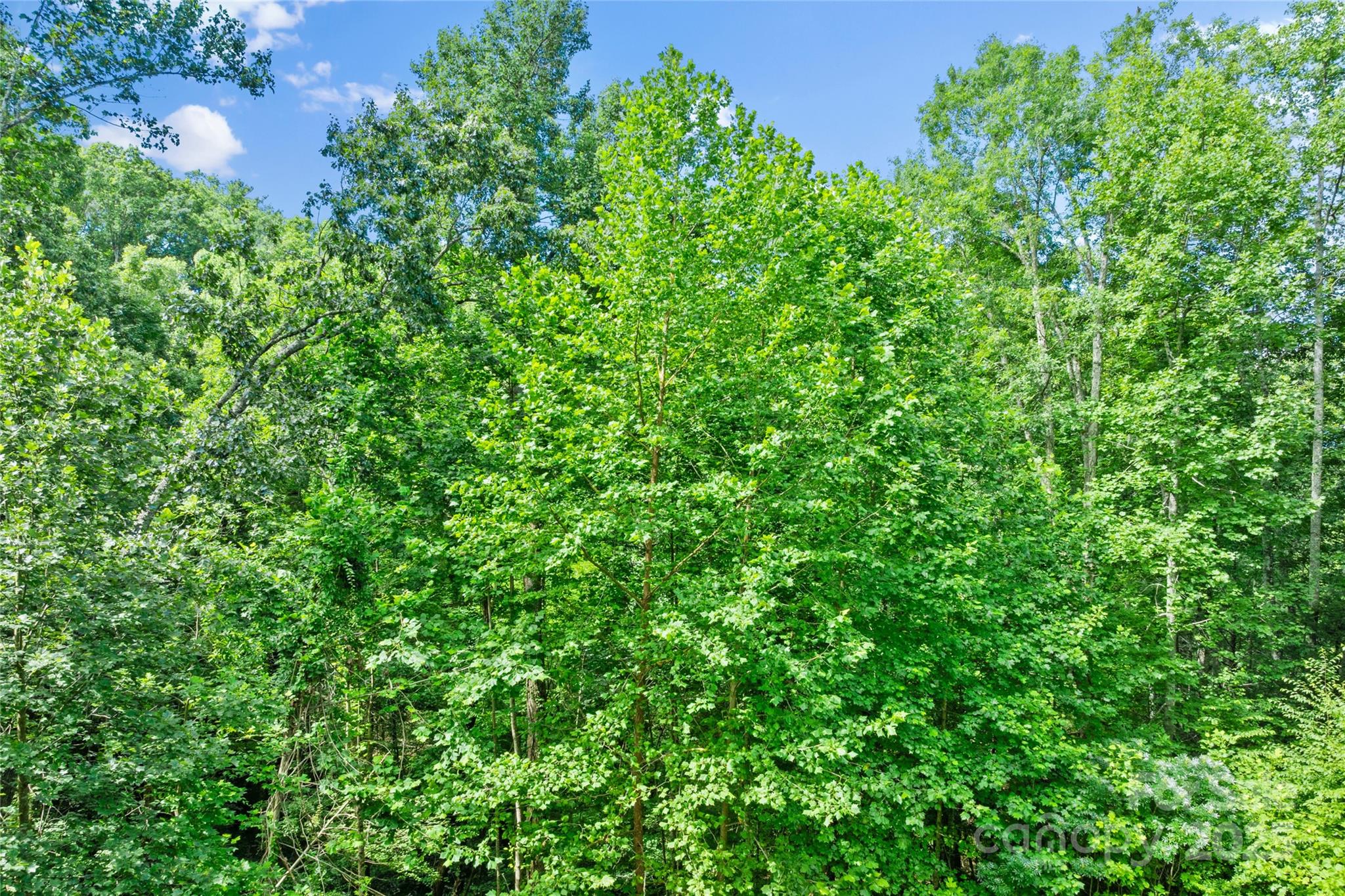 Tbd Bear River Lodge Trail Marshall NC 28753
