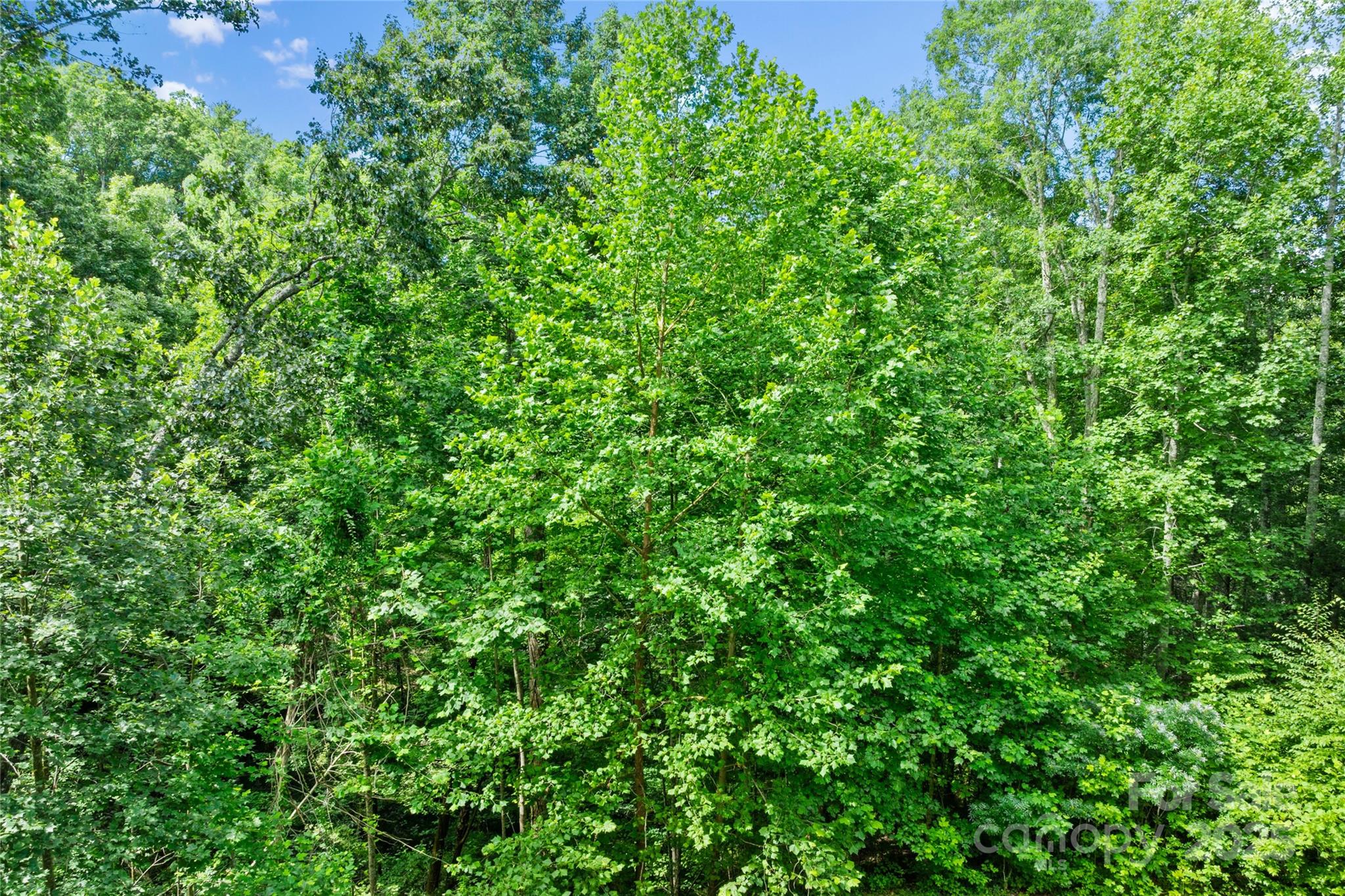 Tbd Bear River Lodge Trail Marshall NC 28753