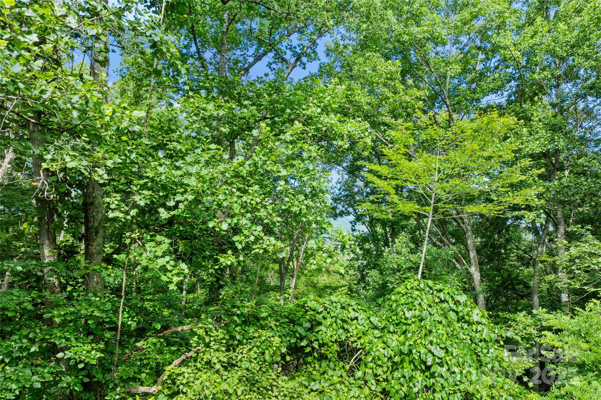 Tbd Bear River Lodge Trail Marshall NC 28753