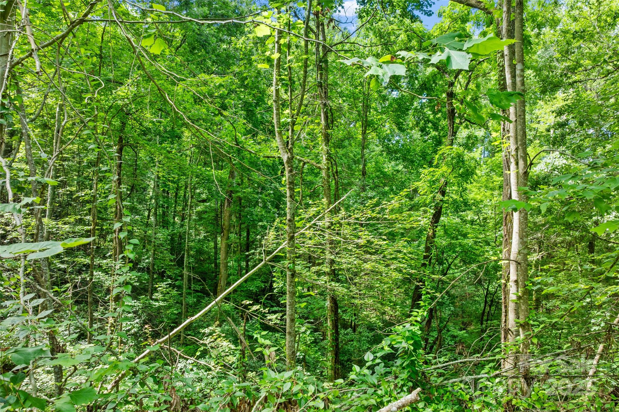 Tbd Bear River Lodge Trail Marshall NC 28753