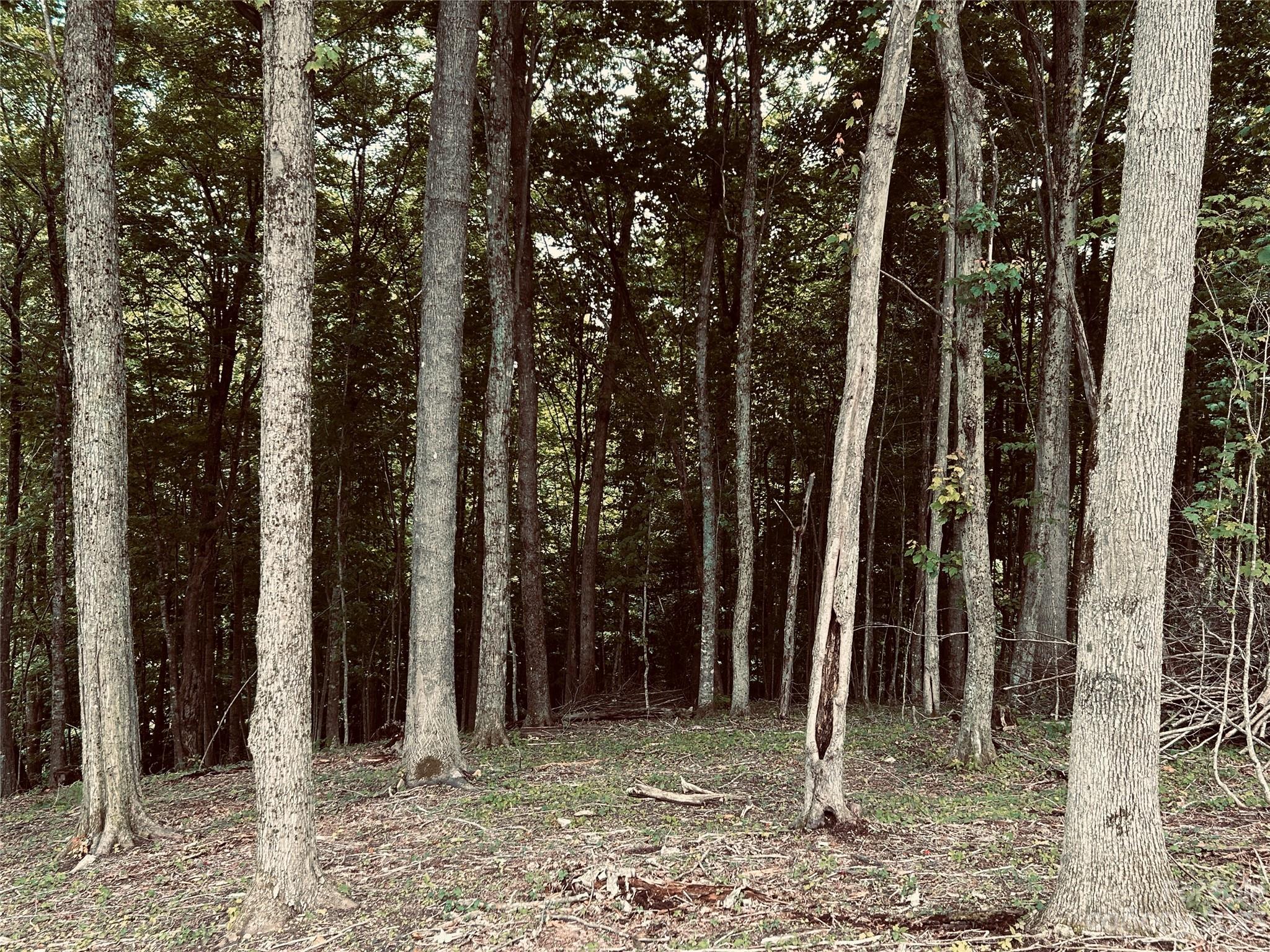 Lot 64 Poplar Forest Drive Boone NC 28607