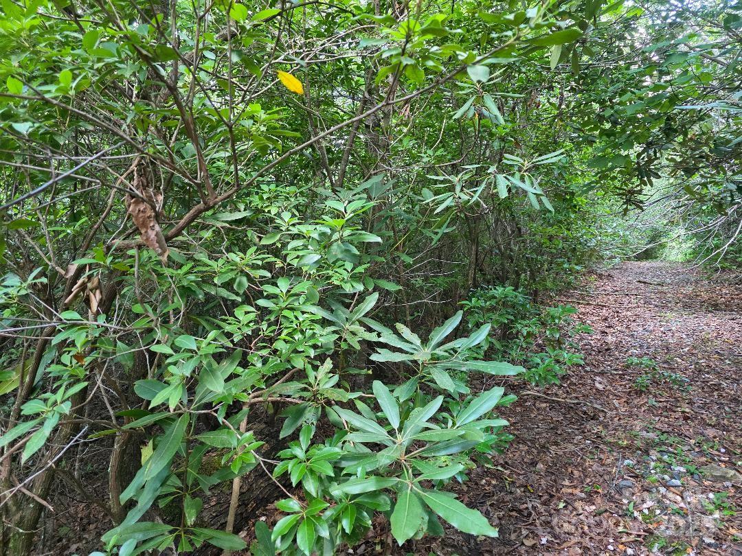 Lot 2 Pine Ridge Road Burnsville NC 28714