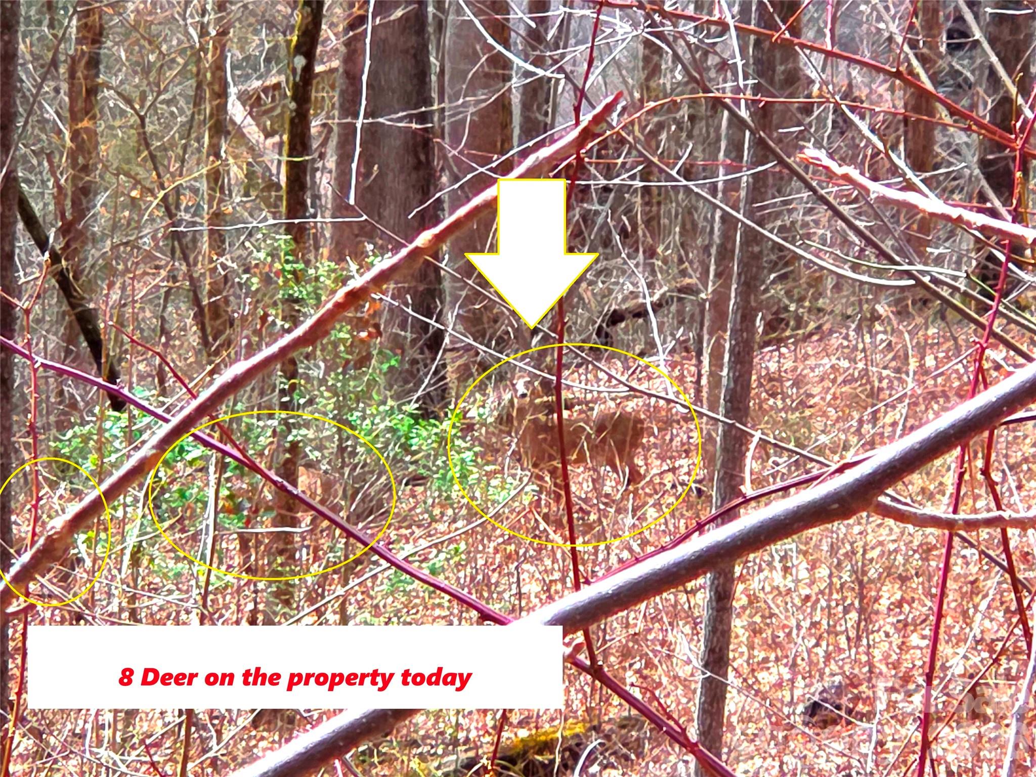 900 Fern Trail Waynesville NC 28786