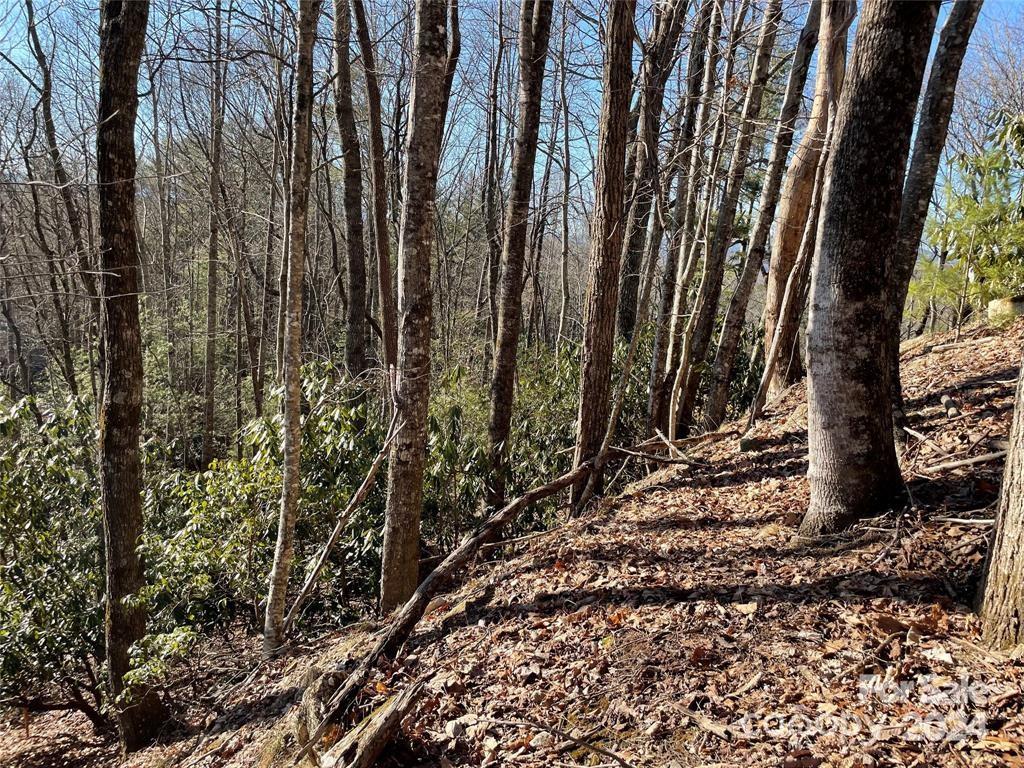 Tbd Tsuganawvi Court Brevard NC 28712