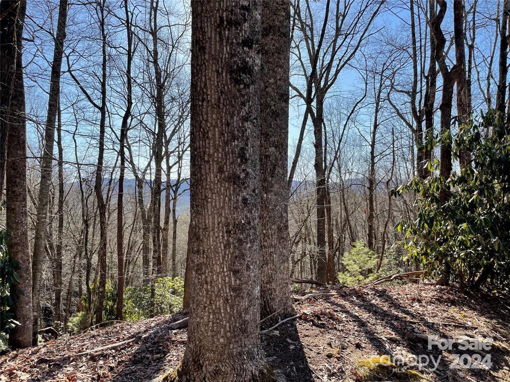 Tbd Tsuganawvi Court Brevard NC 28712