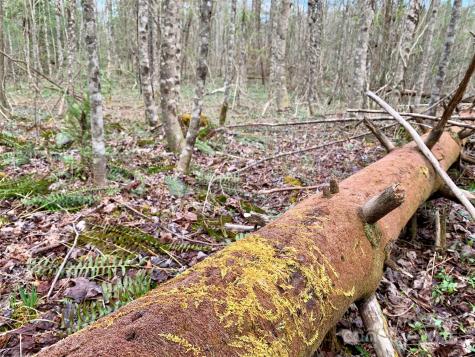Lot 64 Peppervine Circle Rosman NC 28772