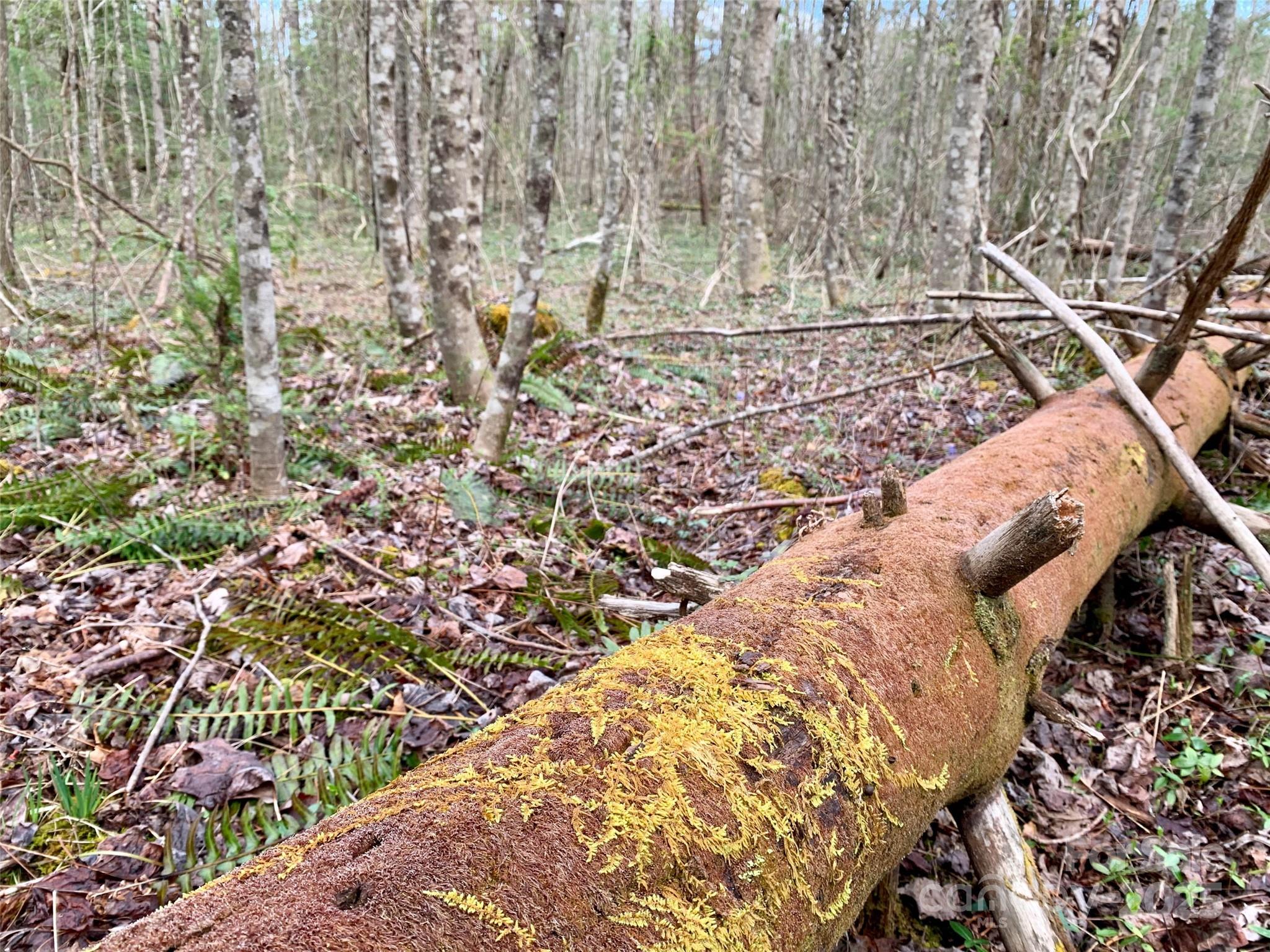 Lot 64 Peppervine Circle Rosman NC 28772