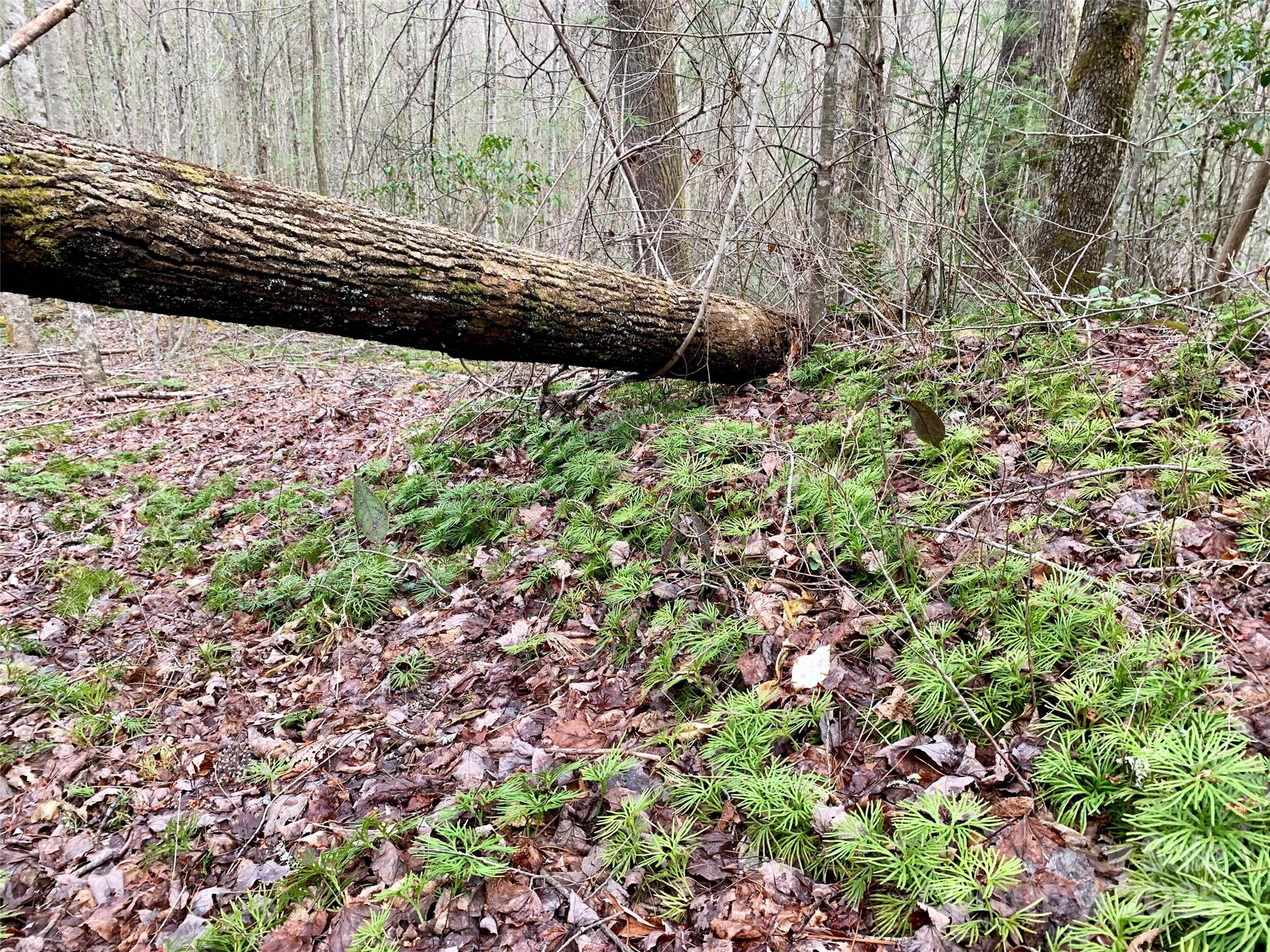 Lot 64 Peppervine Circle Rosman NC 28772