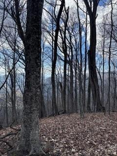 00 Mule Stomp Road Clyde NC 28721