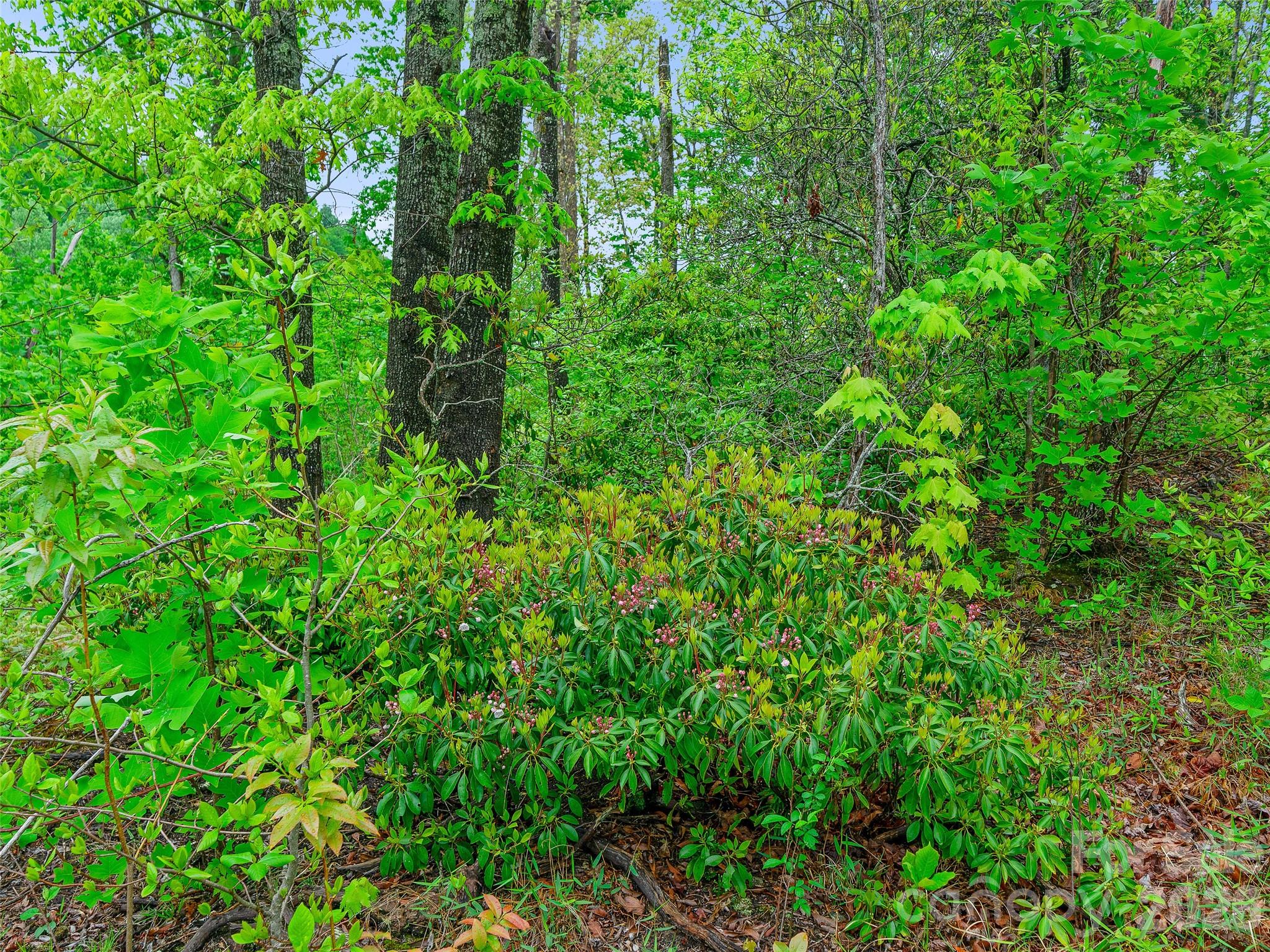 2380 Old Fort Road Black Mountain NC 28711