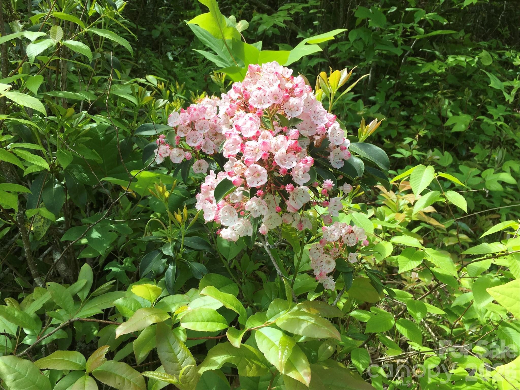 73 The Old Run Road Fairview NC 28730