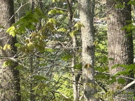 134 Mossy Ridge Road Cullowhee NC 28723