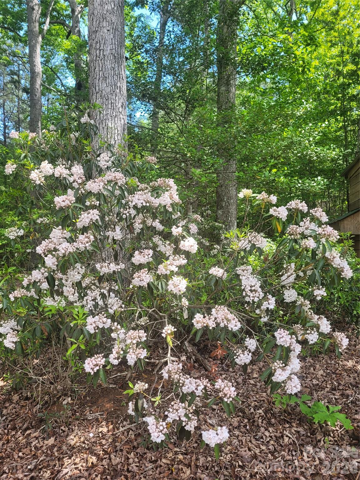 160 Winsome Forest Drive Nebo NC 28761