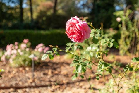 8 Fairway Place Asheville NC 28803