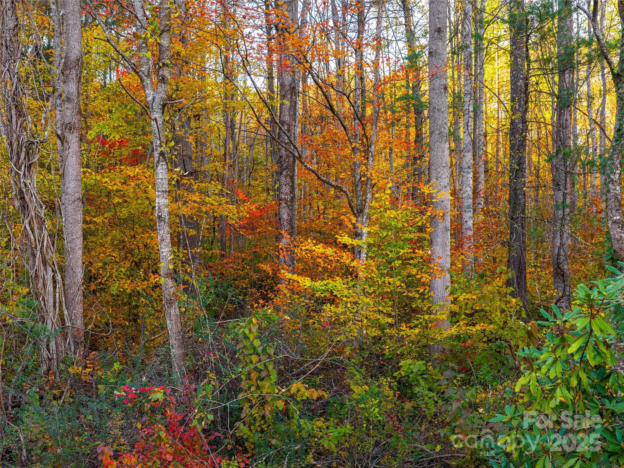 51 & 61 Rice Branch Road Asheville NC 28804