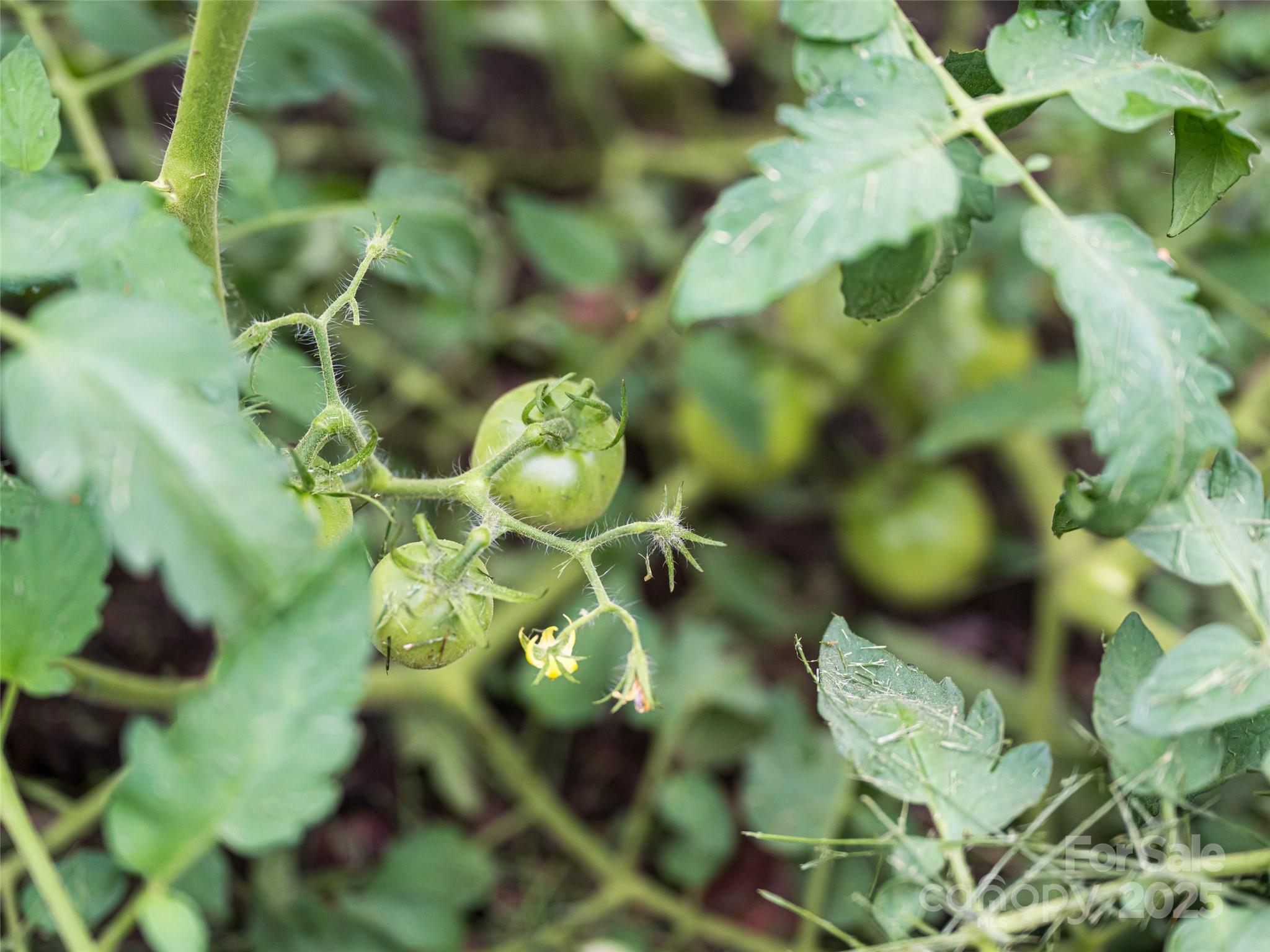 54 Louisiana Avenue Asheville NC 28806