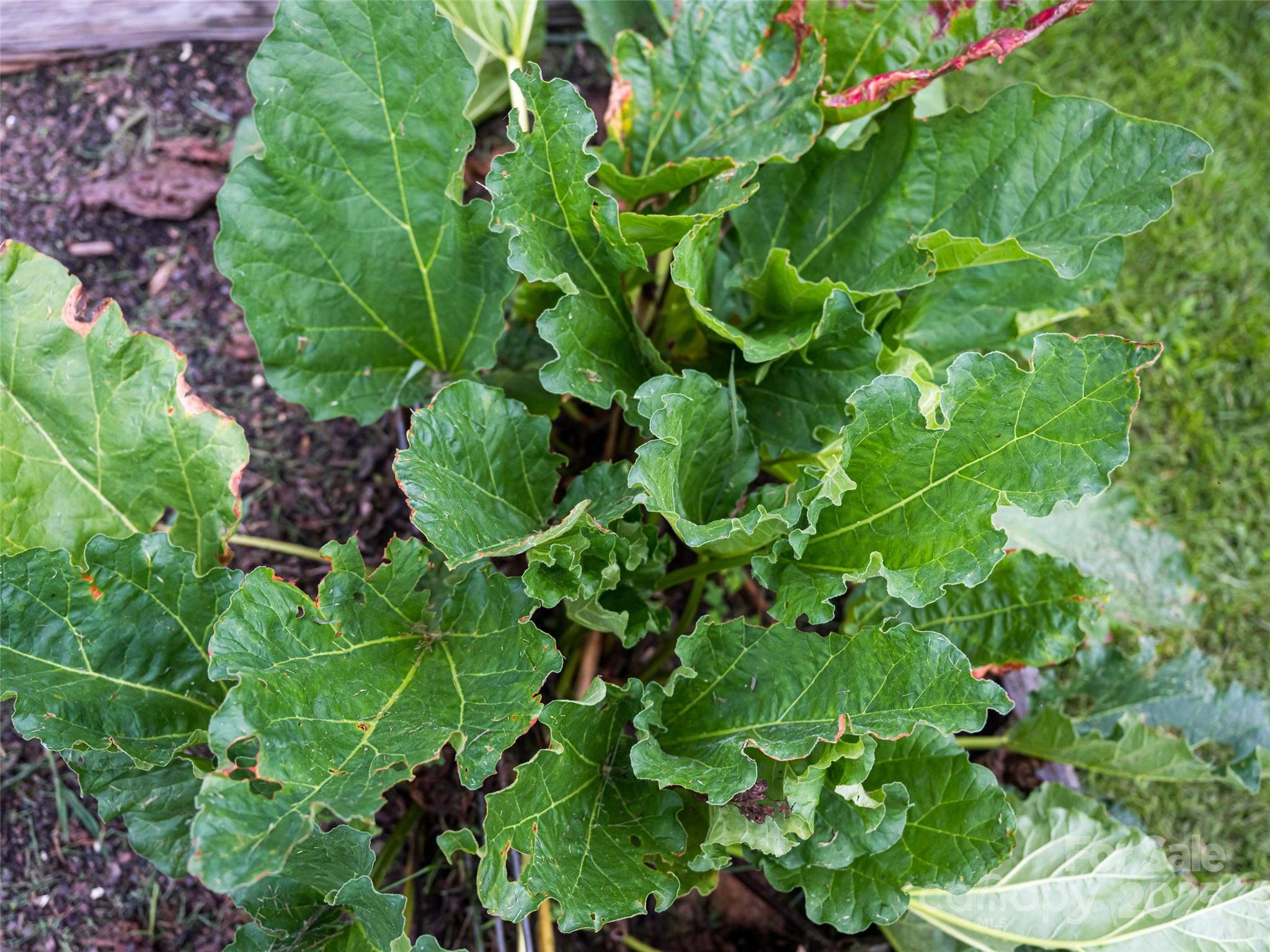 54 Louisiana Avenue Asheville NC 28806