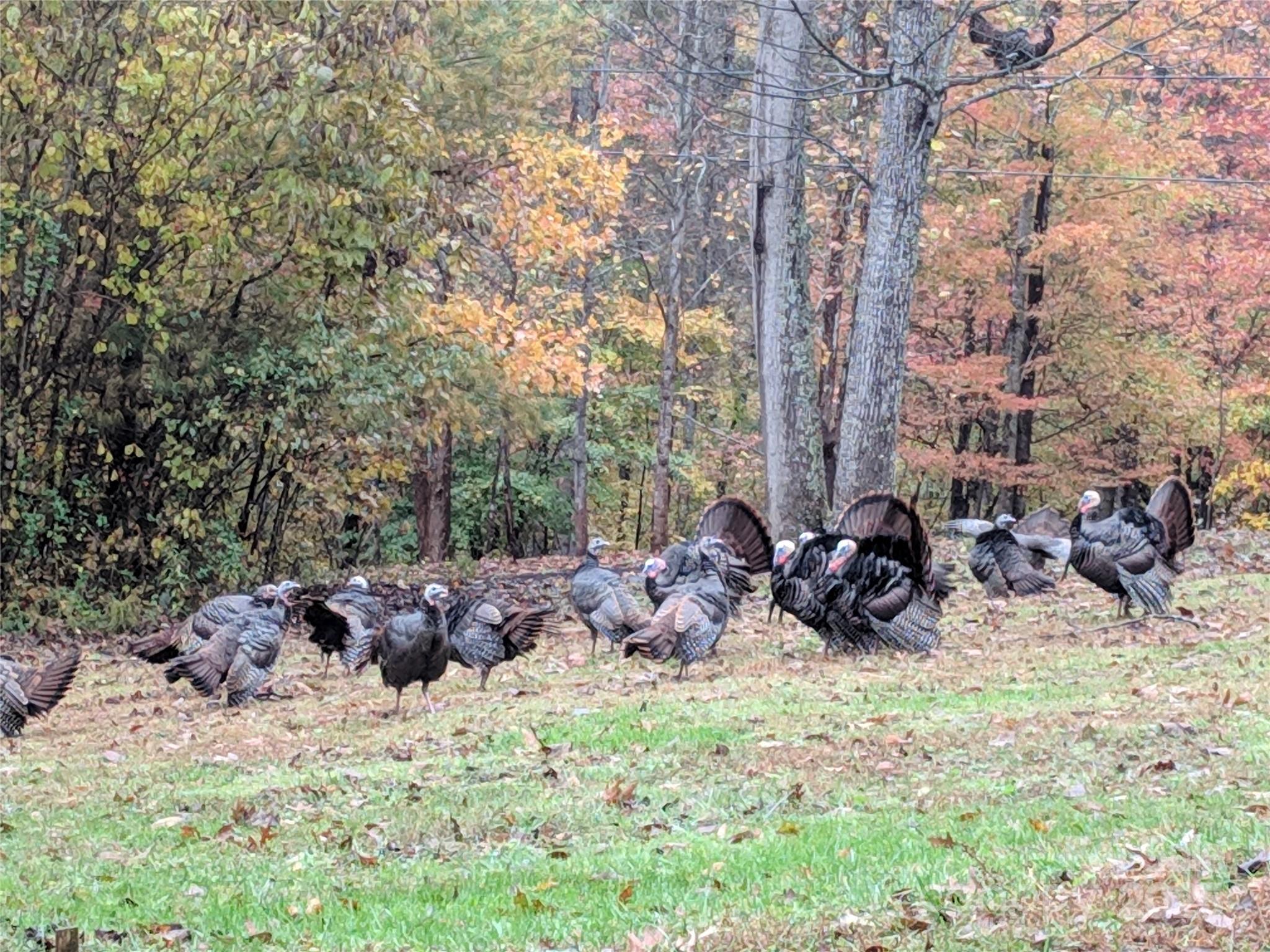 33 Northside Drive Asheville NC 28804