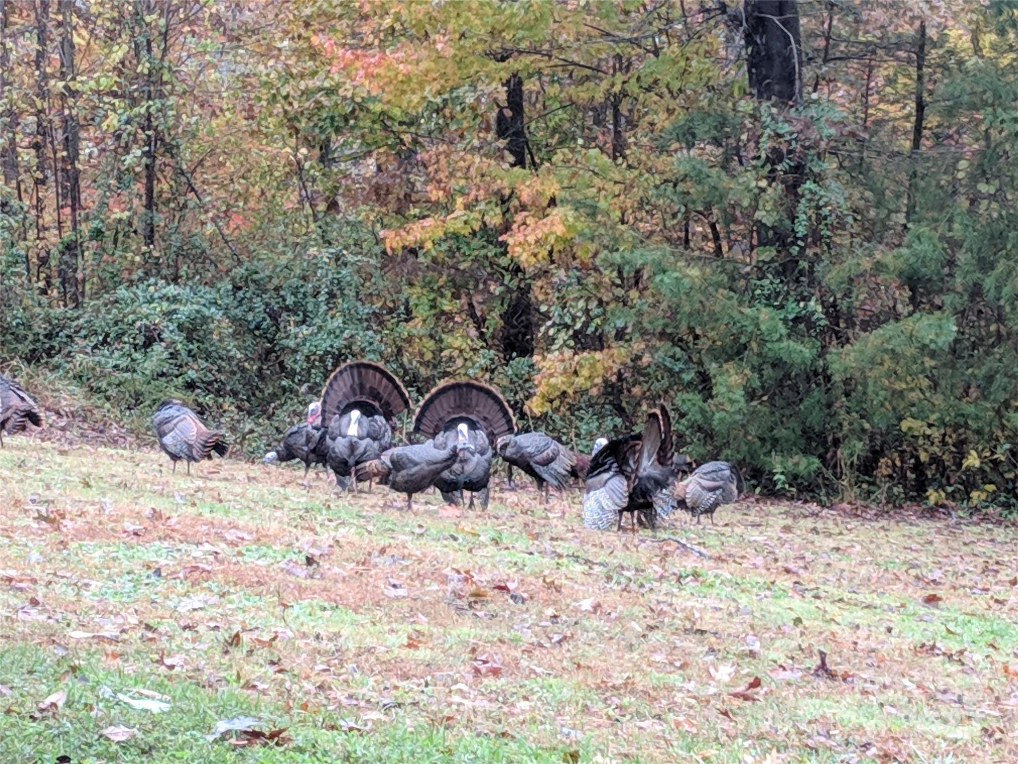 33 Northside Drive Asheville NC 28804