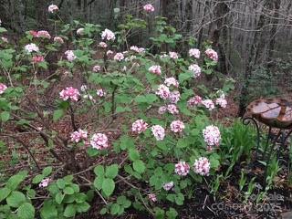 37 Wood Robin Lane Black Mountain NC 28711