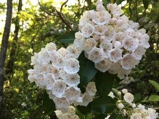 37 Wood Robin Lane Black Mountain NC 28711