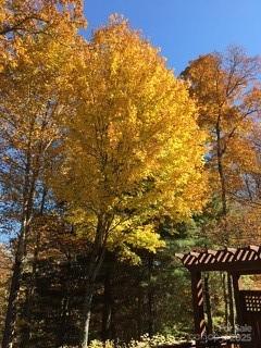 37 Wood Robin Lane Black Mountain NC 28711