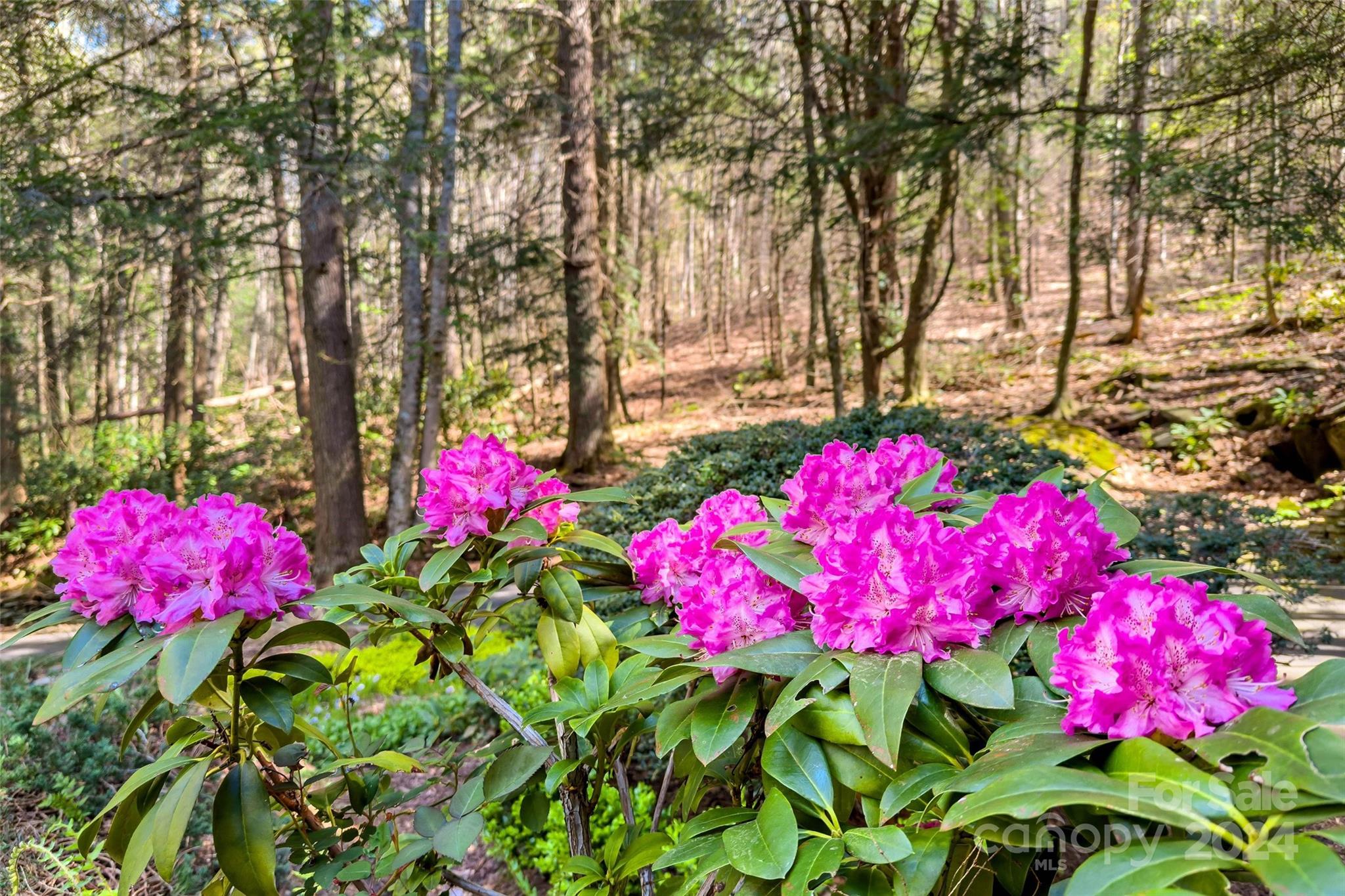 24 Black Oak Forest Road Fairview NC 28730